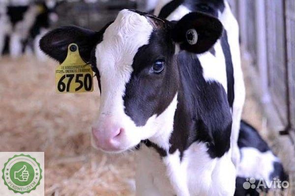 Б сименталы лимузины абердины холмогоры