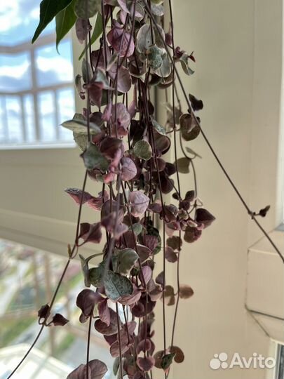 Церопегия вуда