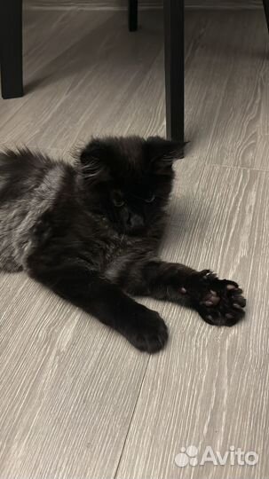 Мейн-кун в добрые руки