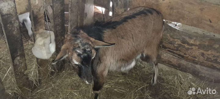 Зааненские Козы и Козлы и 2 бычка(по 5 месяцев)