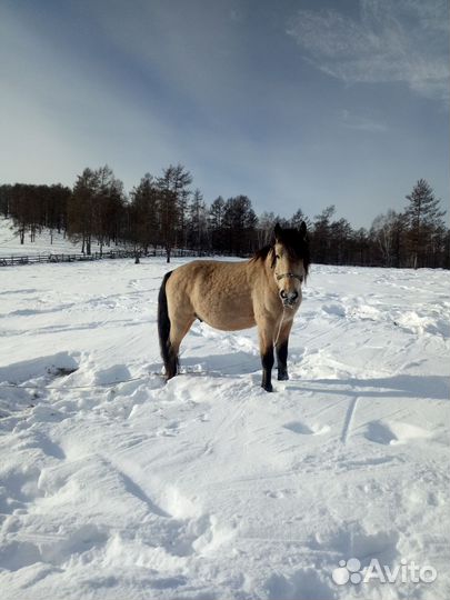 Лошадь жеребец