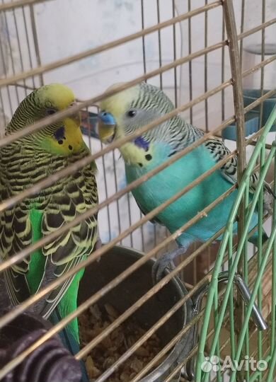 Волнистые попугаи