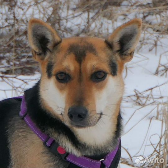 Собака маленькая в дар