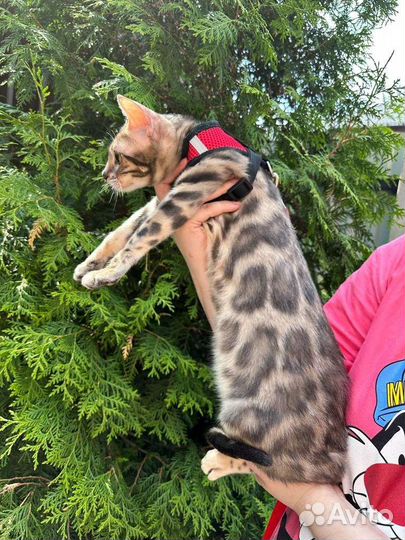 Бенгальская голубая кошка