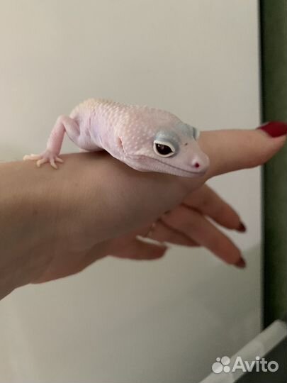 Эублефар Леопардовый геккон