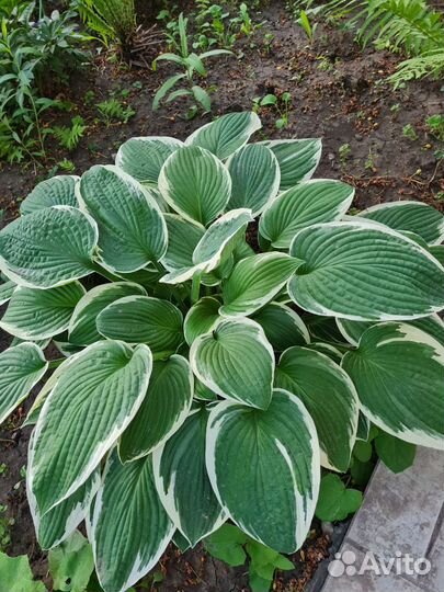 Садовые растения