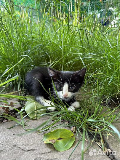 Вербные котята