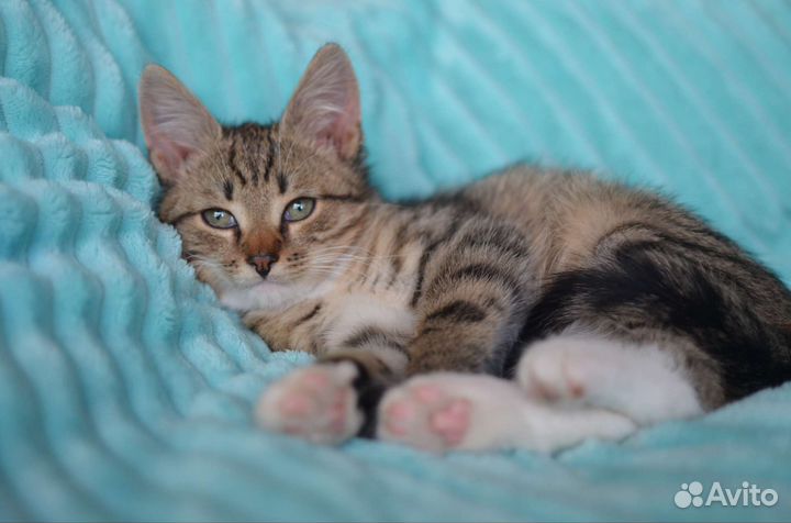 Котенок Тишка в добрые руки