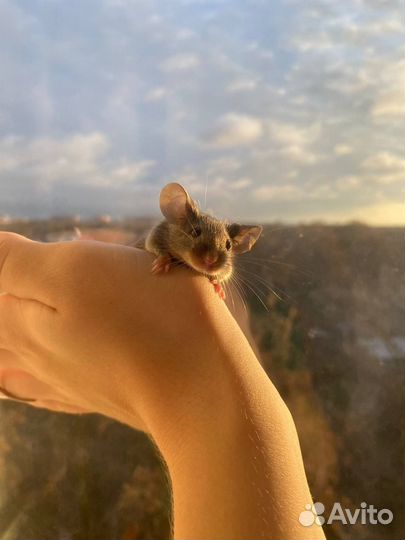 Декоративные сатиновые мыши