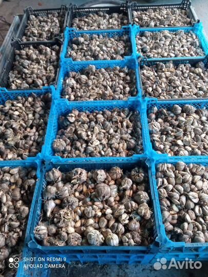 Озимый чеснок на посадку