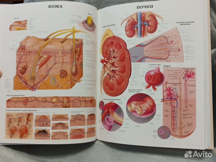 Большой атлас анатомии человека