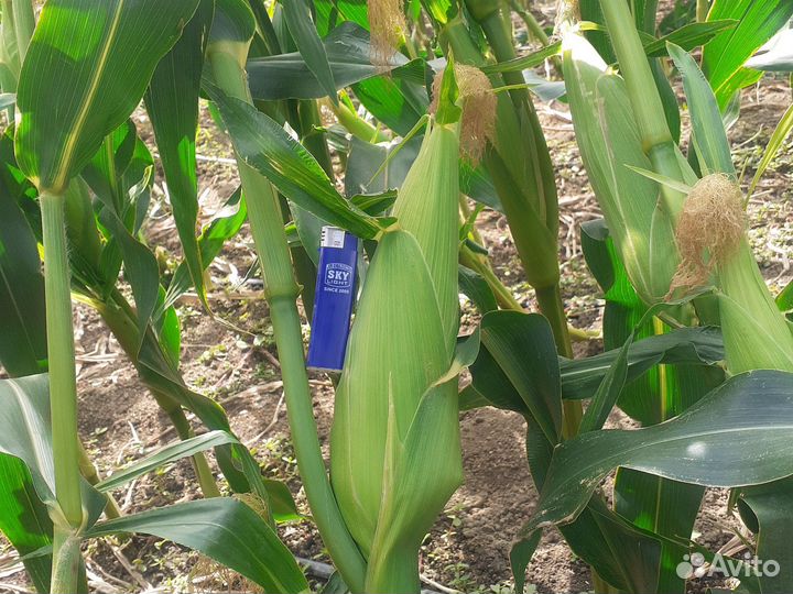 Продукты питания оптом