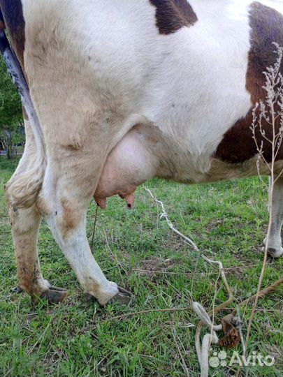 Корова дойная с телëнком