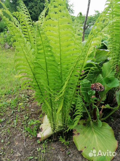 Папоротник