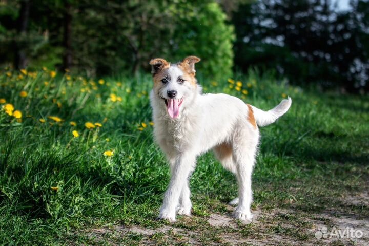 Очаровательный щенок