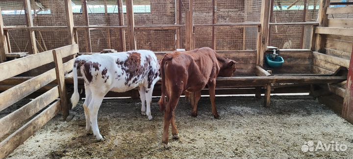 Телята бычки телки