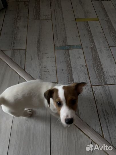 Щенок джек рассел