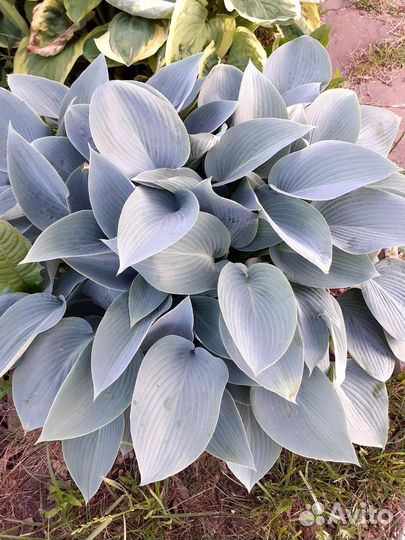 Хосты сортовые