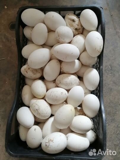 Яйцо инкубационное