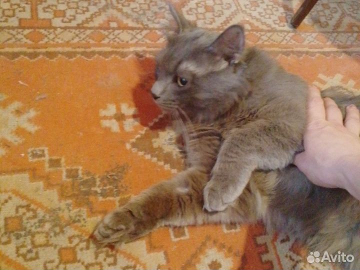 Отдам котика. к лотку приучен. ест все подряд