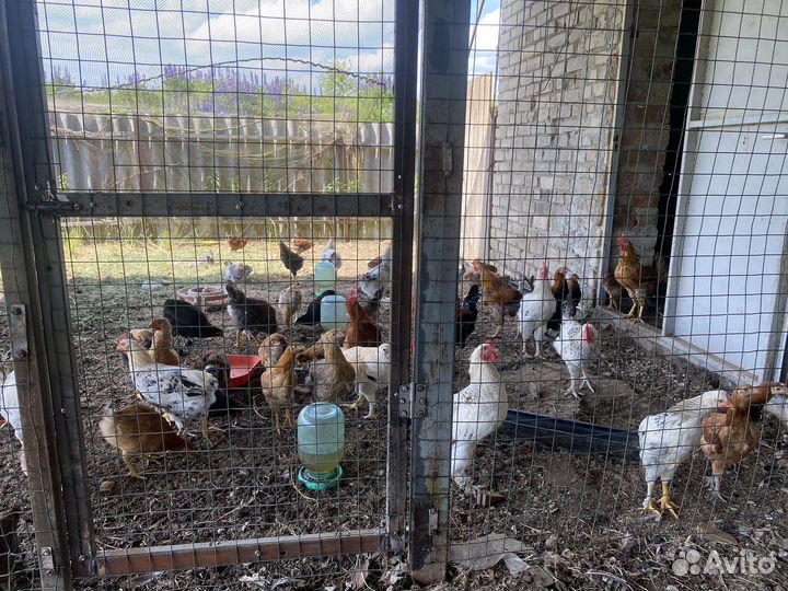 Молодые петушки