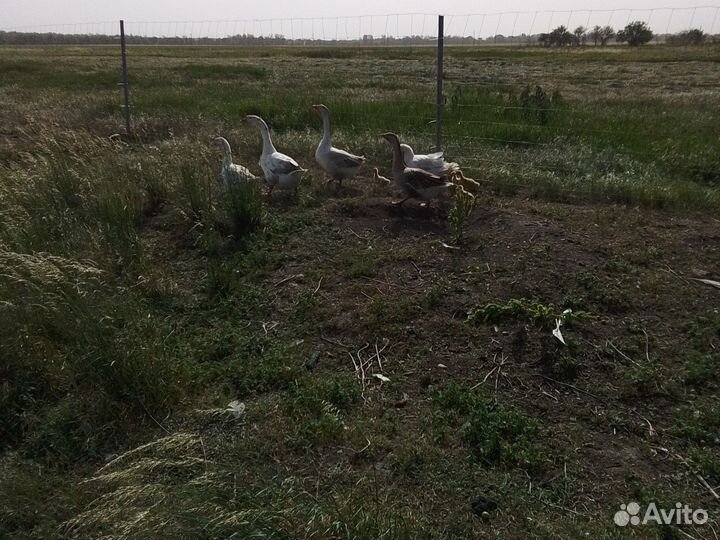 Утки и гуси
