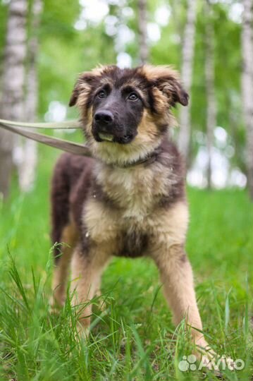 Щенок из приюта мечтает обрести семью