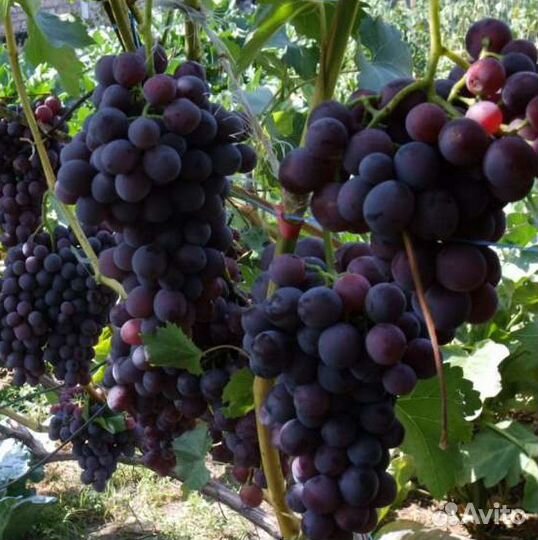 Виноград. Саженцы