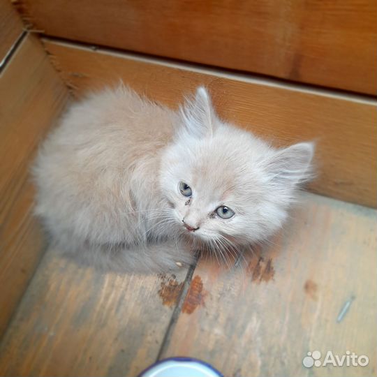 Отдам котёнка