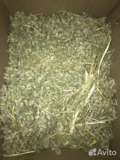 Астрагал шерстистоцветковый