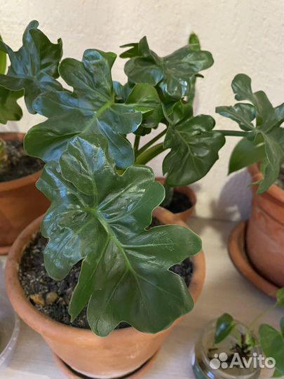 Филодендрон атом