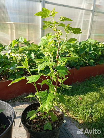 Черная смородина Селеченская 2