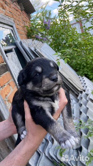 Щенок в добрые руки бесплатно