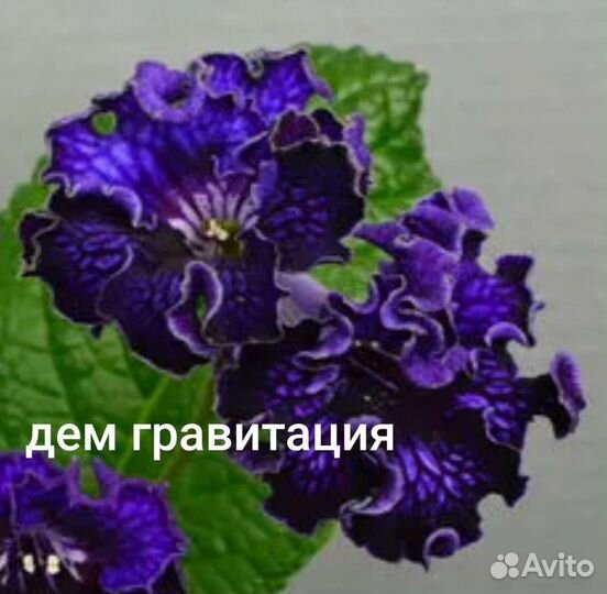 Сортовые стрептокарпусы