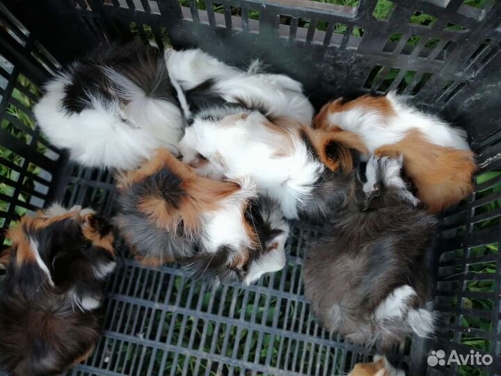 Грызуны опт