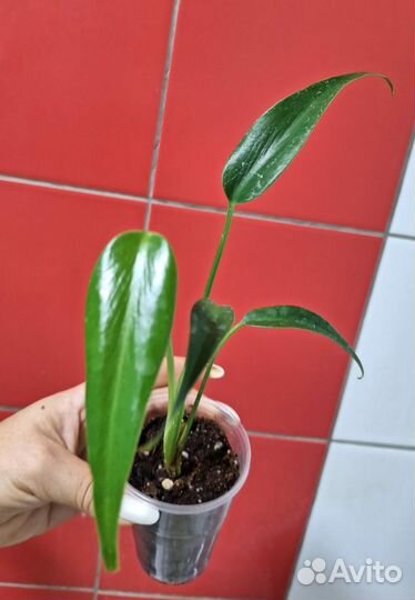 Монстера Бурле маркс флейм