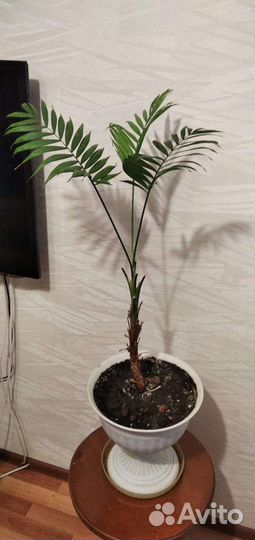 Пальма хамедорея