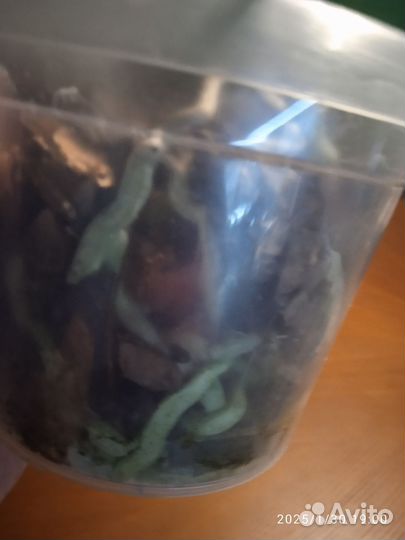 Орхидея фаленопсис