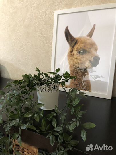 Интерьерные цветы