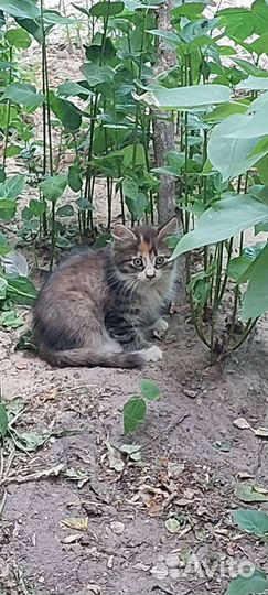 Котята в добрые руки бесплатно