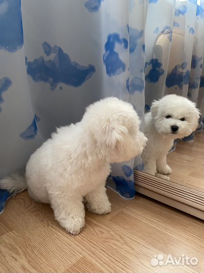 Бишон фризе вязка