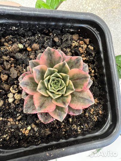 Эониум розовая ведьма