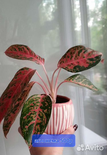 Металическая подставка для цветов.Горшки. Аглонема