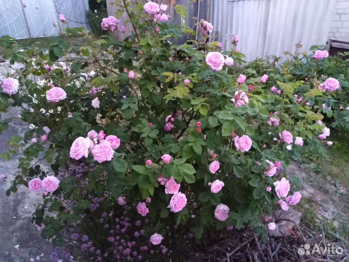 Многолетние цветы