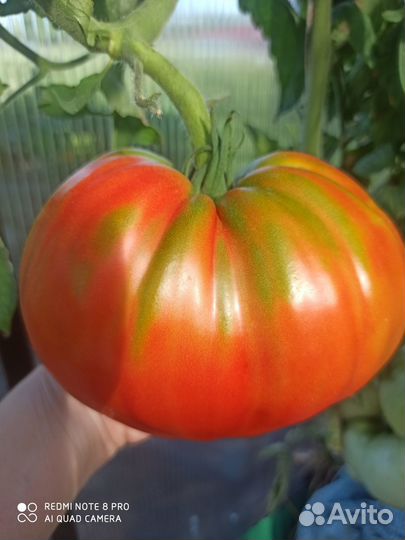 Семена коллекционных сортов томата