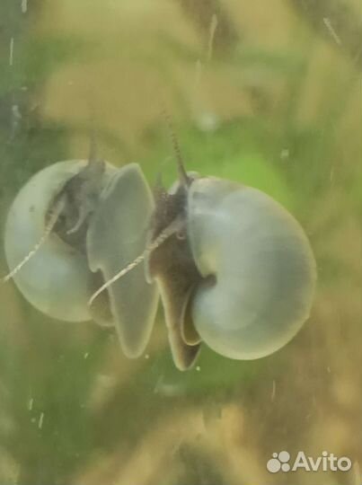 Улитки ампулярии голубые