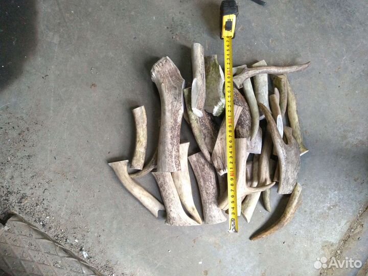 Рога Оленя, лакомство для собак