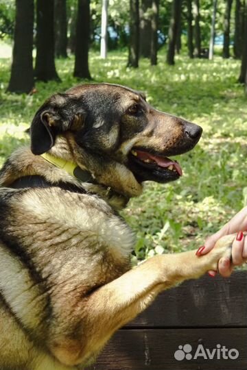 Собака Марик в добрые руки (верный пес)