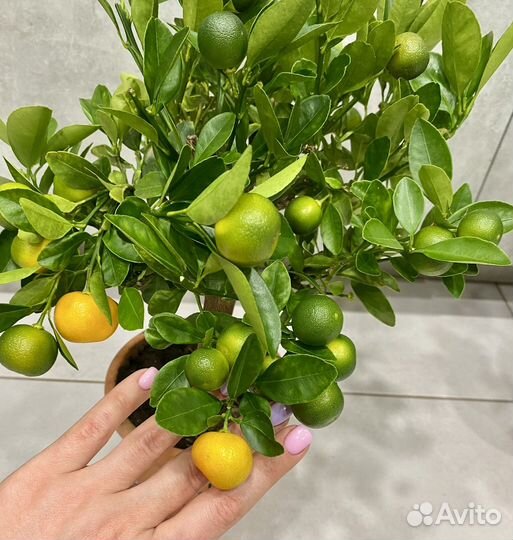 Мандариновое дерево с плодами