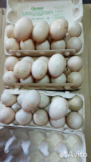 Яйцо домашнее